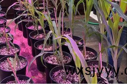 利用LED培育的玉米有何優勢？美國辳業部研究得